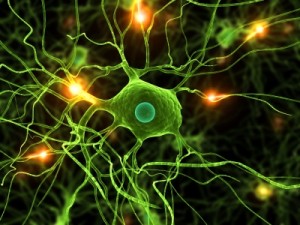 Welche Rolle spielt das vegetative Nervensystem?
